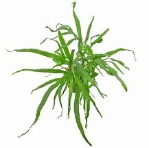 littletreedesignbiotopes841461