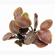 littletreedesignbiotopes841471
