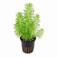 littletreedesignbiotopes841489