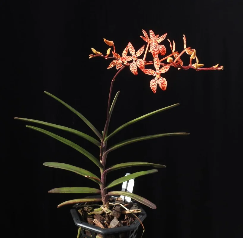 littletreedesignbiotopes841553