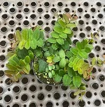 littletreedesignbiotopes841569