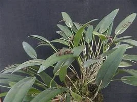 littletreedesignbiotopes841588