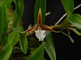 littletreedesignbiotopes841606
