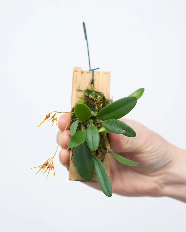 littletreedesignbiotopes841623