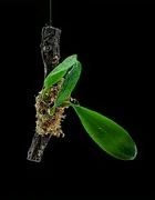 littletreedesignbiotopes841642