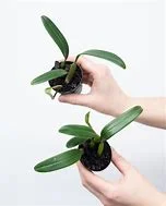 littletreedesignbiotopes841657