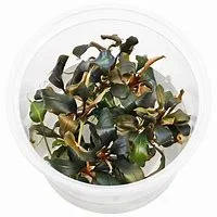 littletreedesignbiotopes841687