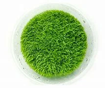 littletreedesignbiotopes841698