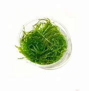littletreedesignbiotopes841711