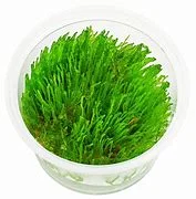 littletreedesignbiotopes841727