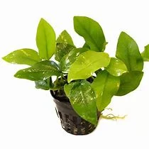 littletreedesignbiotopes841738