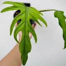 littletreedesignbiotopes841811