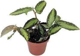 littletreedesignbiotopes841839