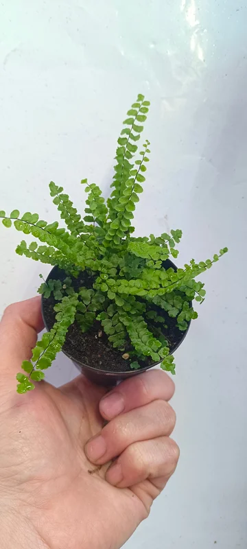 littletreedesignbiotopes841862