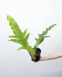 littletreedesignbiotopes841874