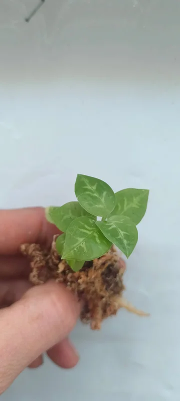 littletreedesignbiotopes841911