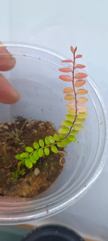 littletreedesignbiotopes841934
