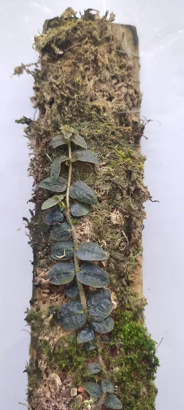 littletreedesignbiotopes841982