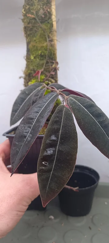 littletreedesignbiotopes842003