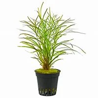 littletreedesignbiotopes842122