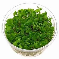 littletreedesignbiotopes842136