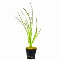 littletreedesignbiotopes842146