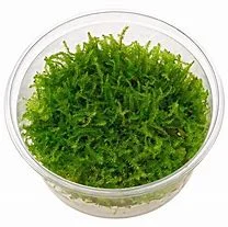 littletreedesignbiotopes842177