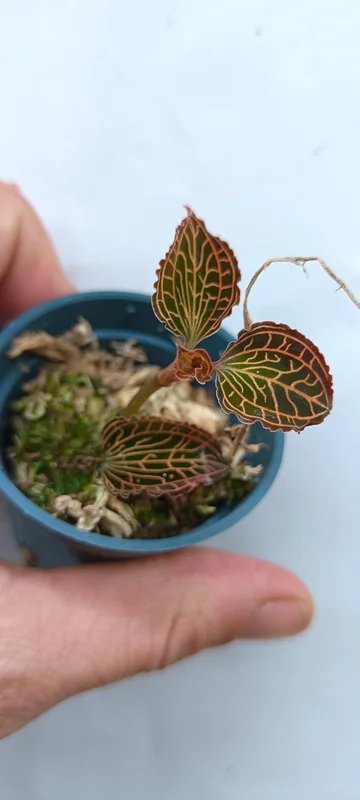 littletreedesignbiotopes842196