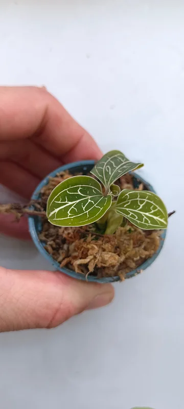 littletreedesignbiotopes842212