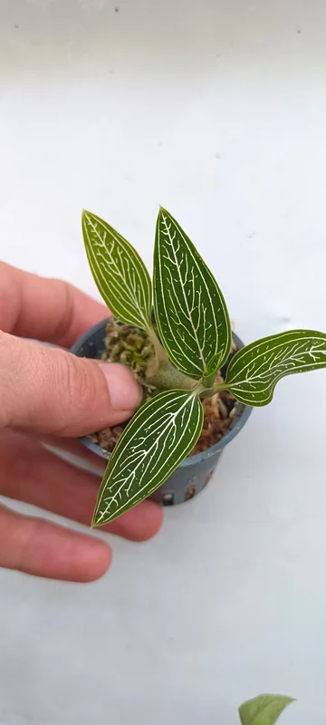 littletreedesignbiotopes842251