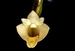 littletreedesignbiotopes842284