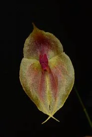littletreedesignbiotopes842348