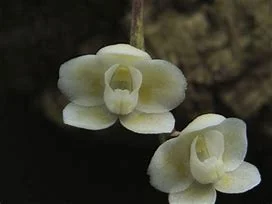 littletreedesignbiotopes842382