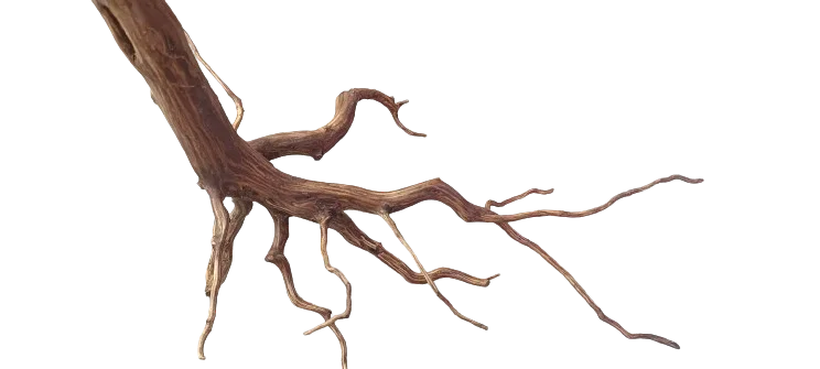 littletreedesignbiotopes842464