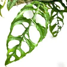 littletreedesignbiotopes842491