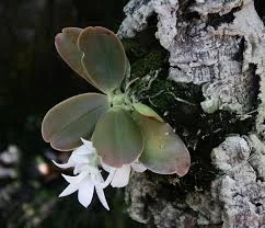 littletreedesignbiotopes842506