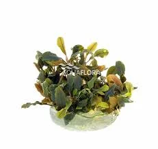 littletreedesignbiotopes842544