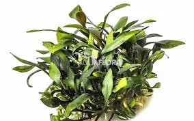 littletreedesignbiotopes842561