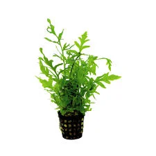 littletreedesignbiotopes842572