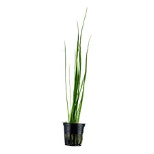 littletreedesignbiotopes842592