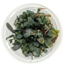 littletreedesignbiotopes842612