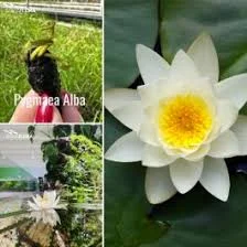 littletreedesignbiotopes842703