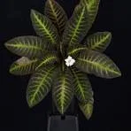 littletreedesignbiotopes842715