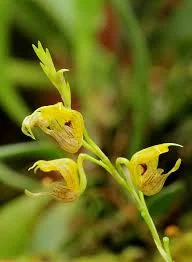 littletreedesignbiotopes842757