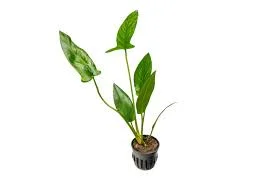 littletreedesignbiotopes842851