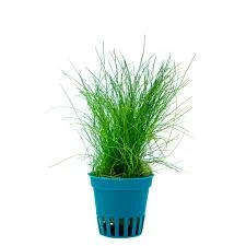 littletreedesignbiotopes842860