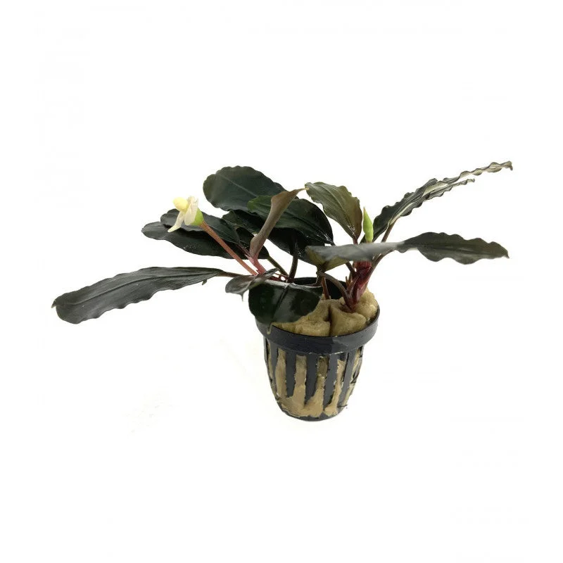 littletreedesignbiotopes842905