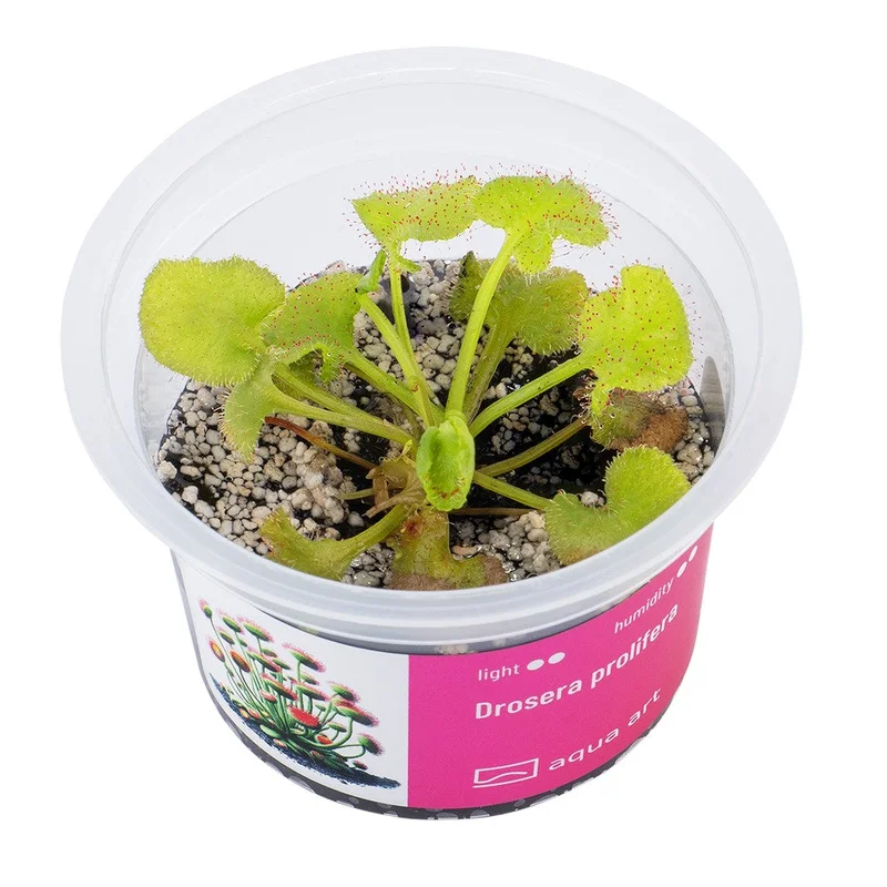 littletreedesignbiotopes843022