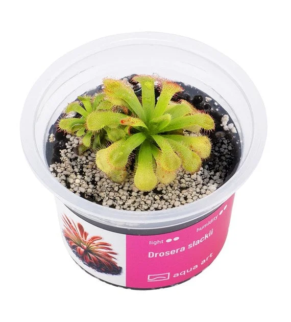 littletreedesignbiotopes843039