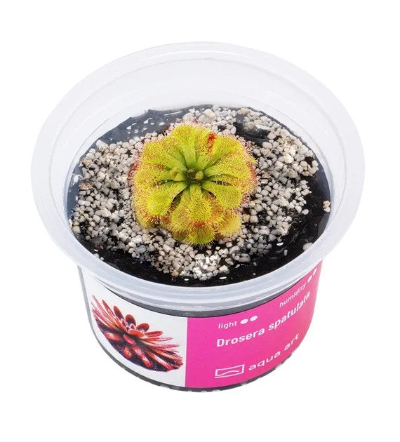 littletreedesignbiotopes843054